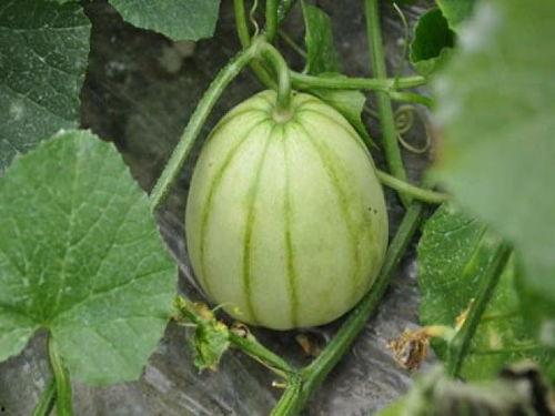 知名网红吃瓜视频大全,揭秘娱乐圈幕后故事